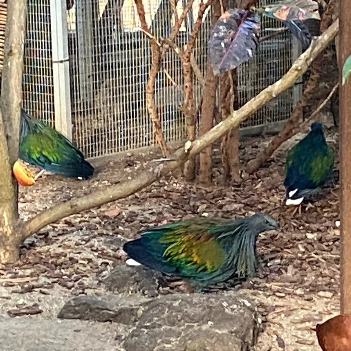 Spotted Nicobar Pigeon