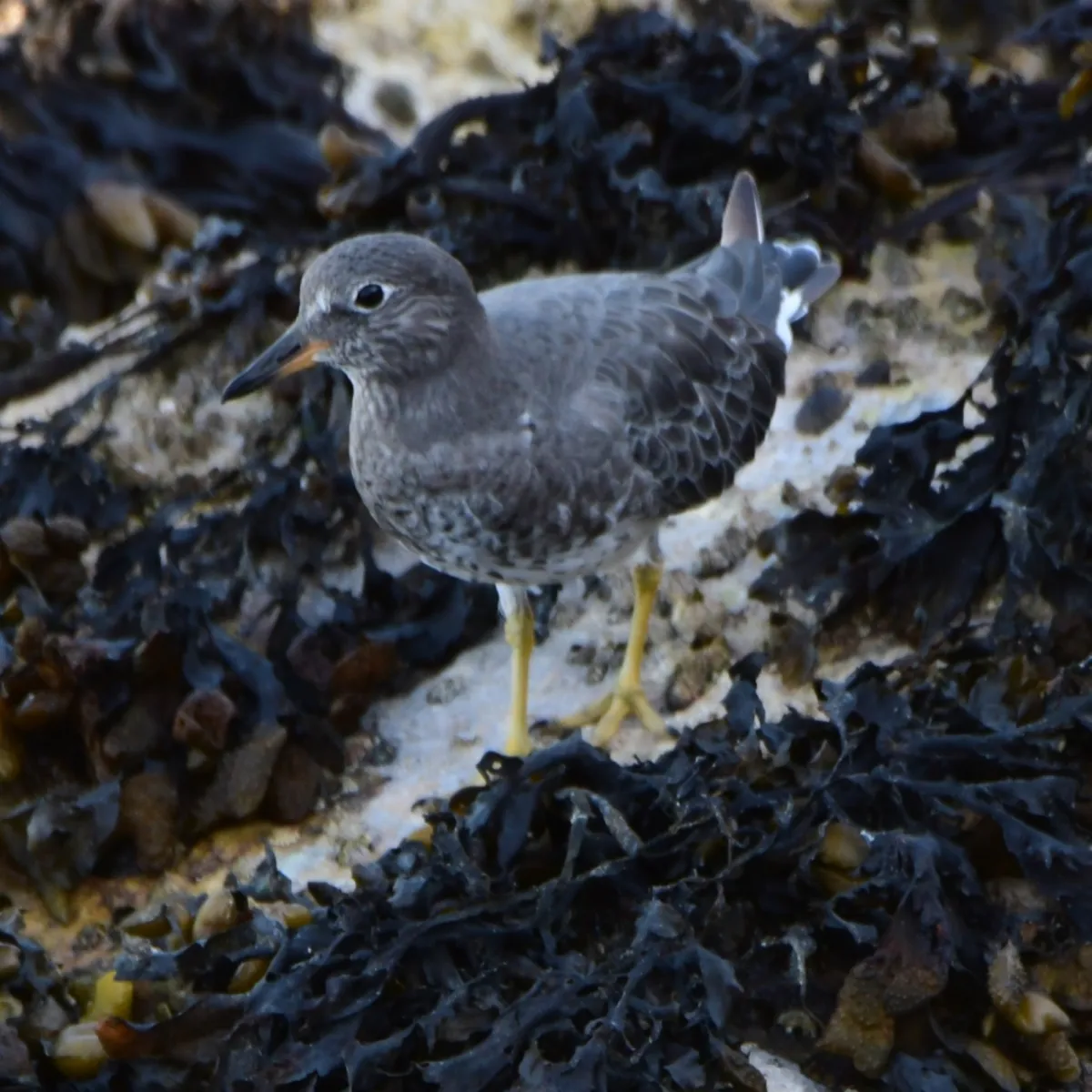 Gespotte Brandingloper