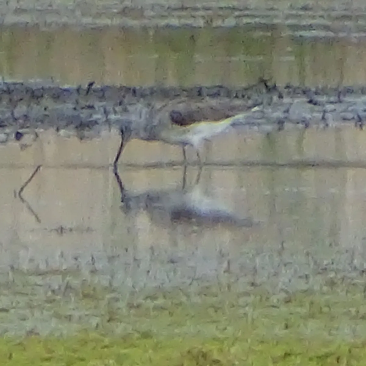 Spotted Common Greenshank