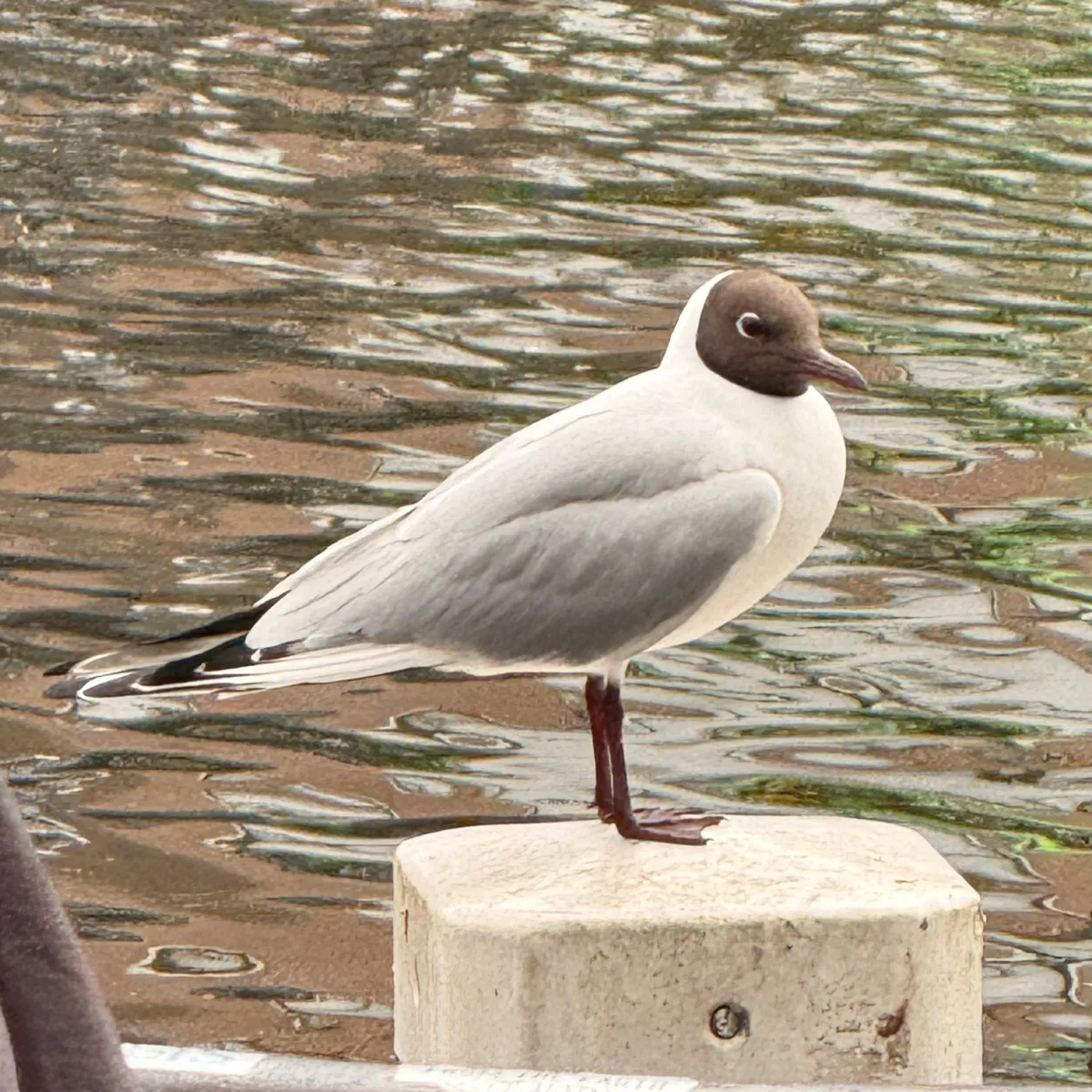 Spotted Black-headed Gull