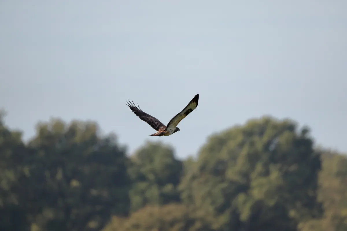 Waargenomen Buizerd