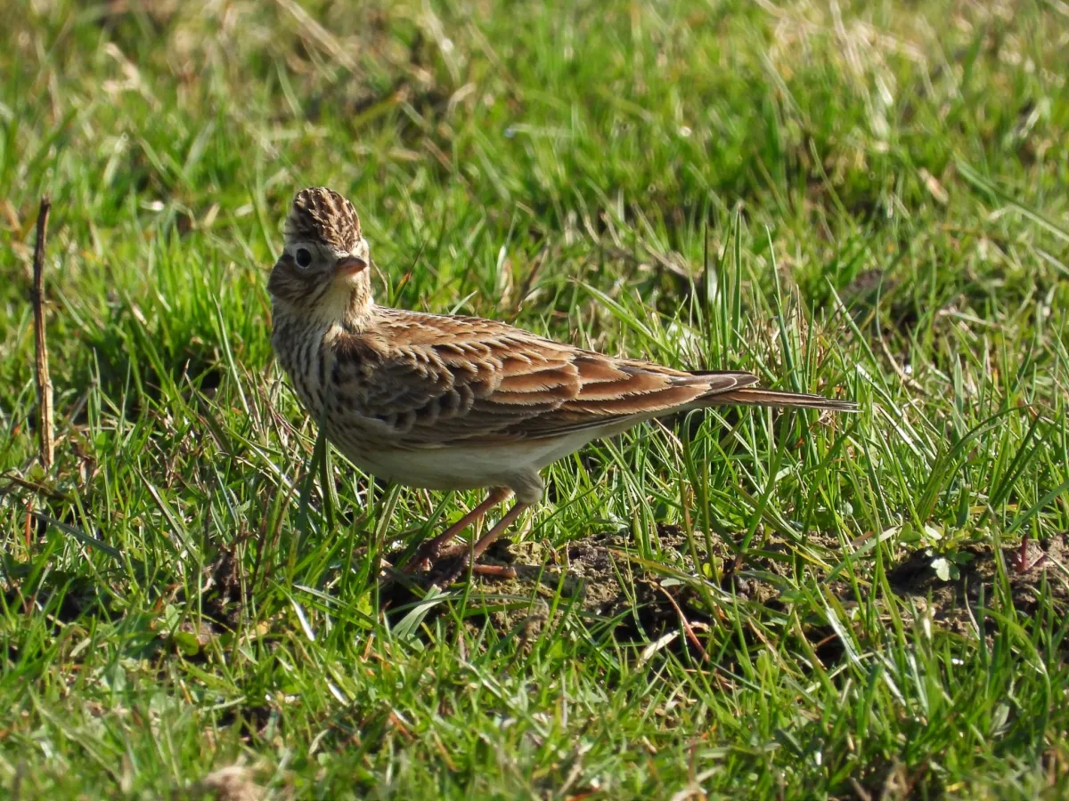 Gespotte Veldleeuwerik