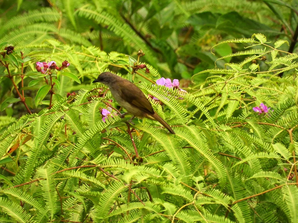 Gespotte Olijfbuulbuul