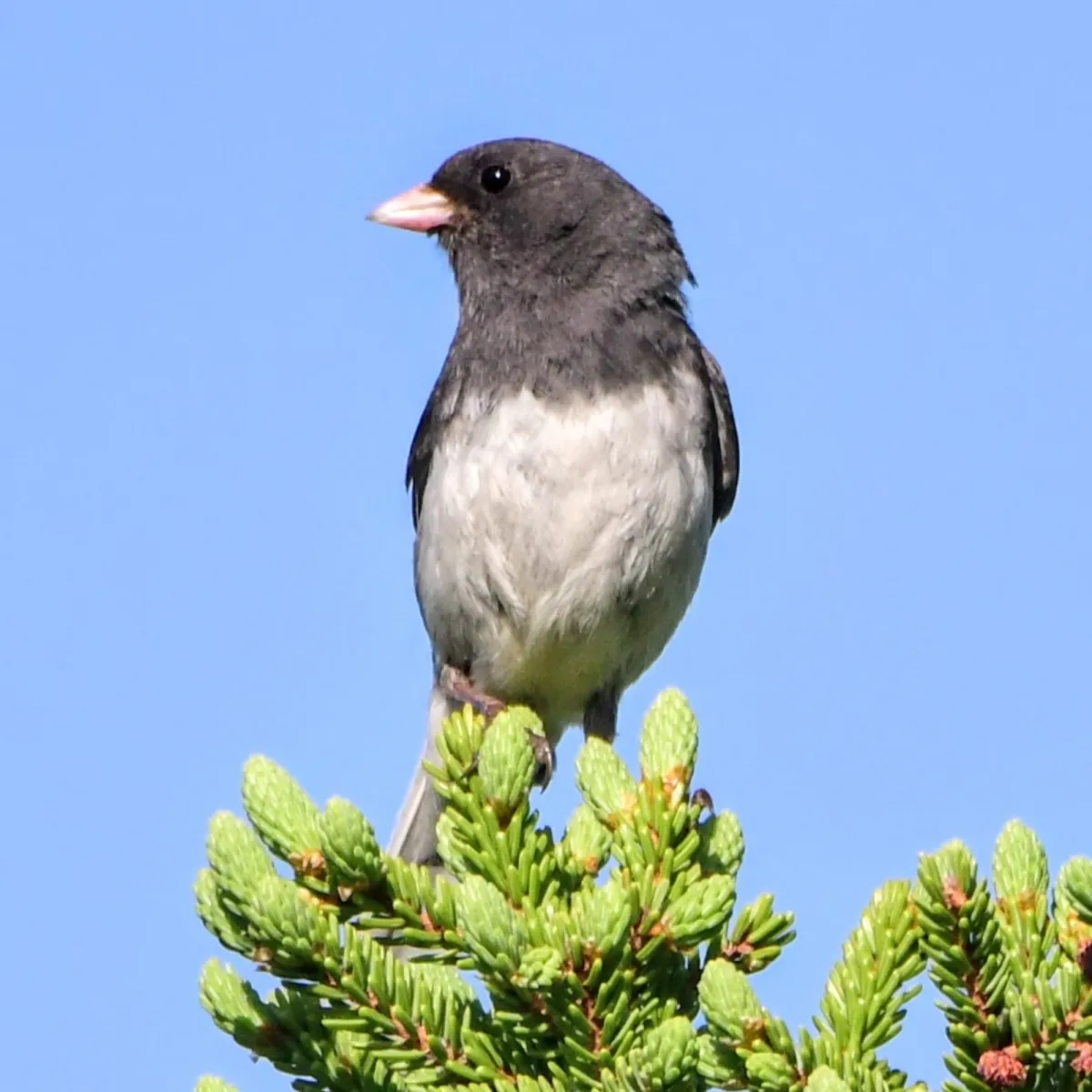 Spotted Dark-eyed Junco