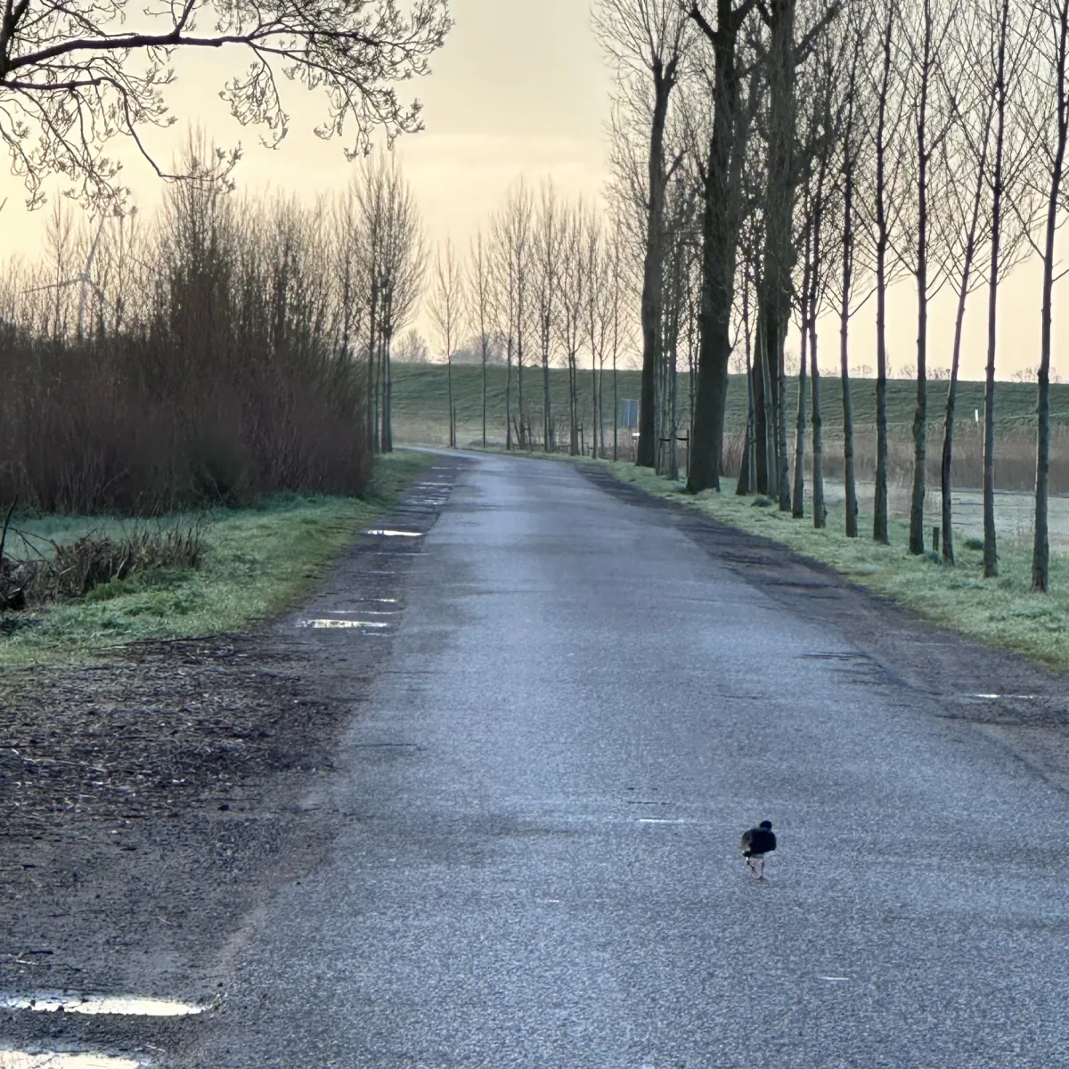 Gespotte Scholekster