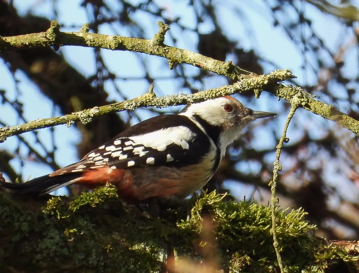 Gespotte Middelste bonte specht