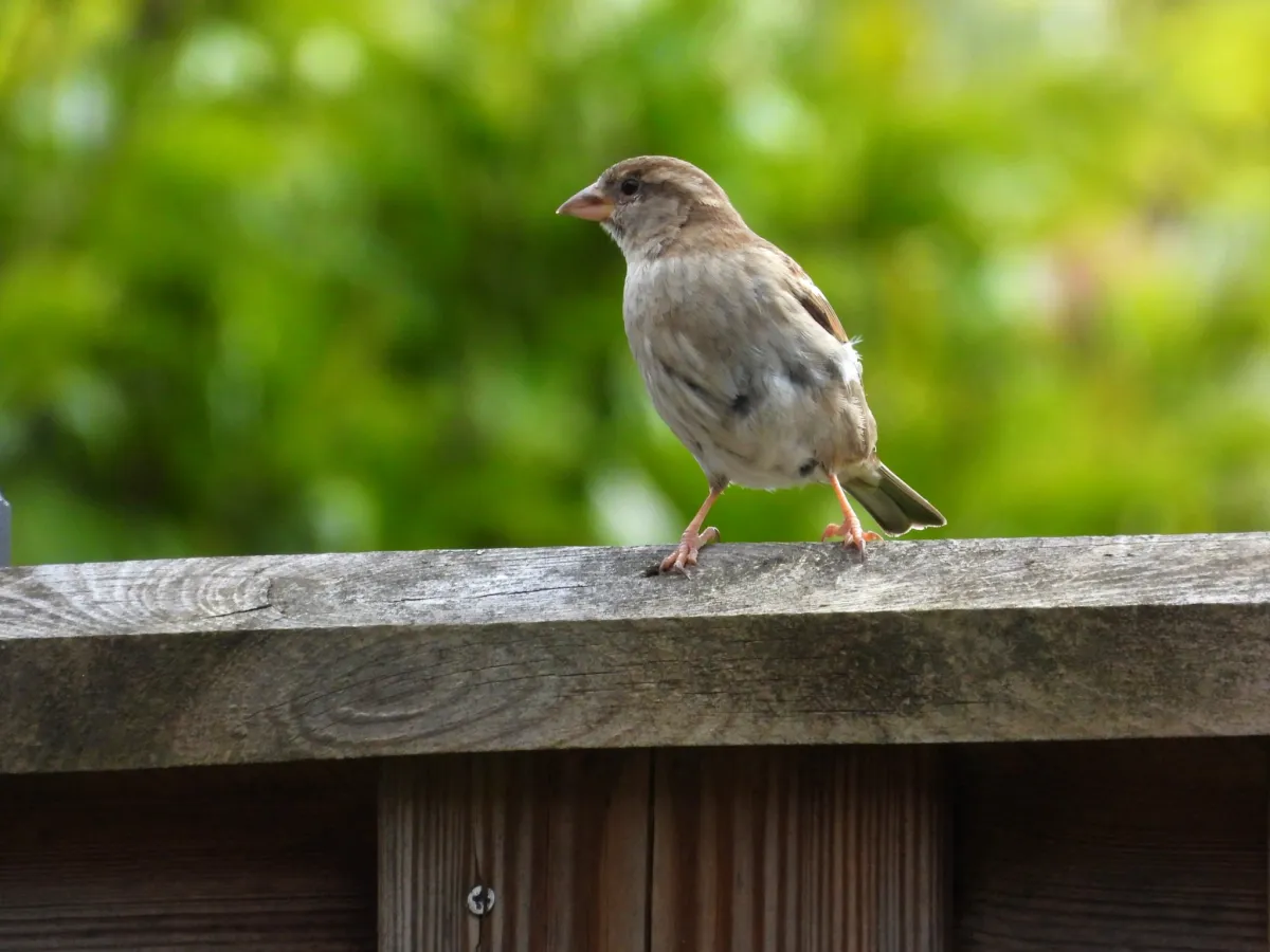 Spotted House Sparrow