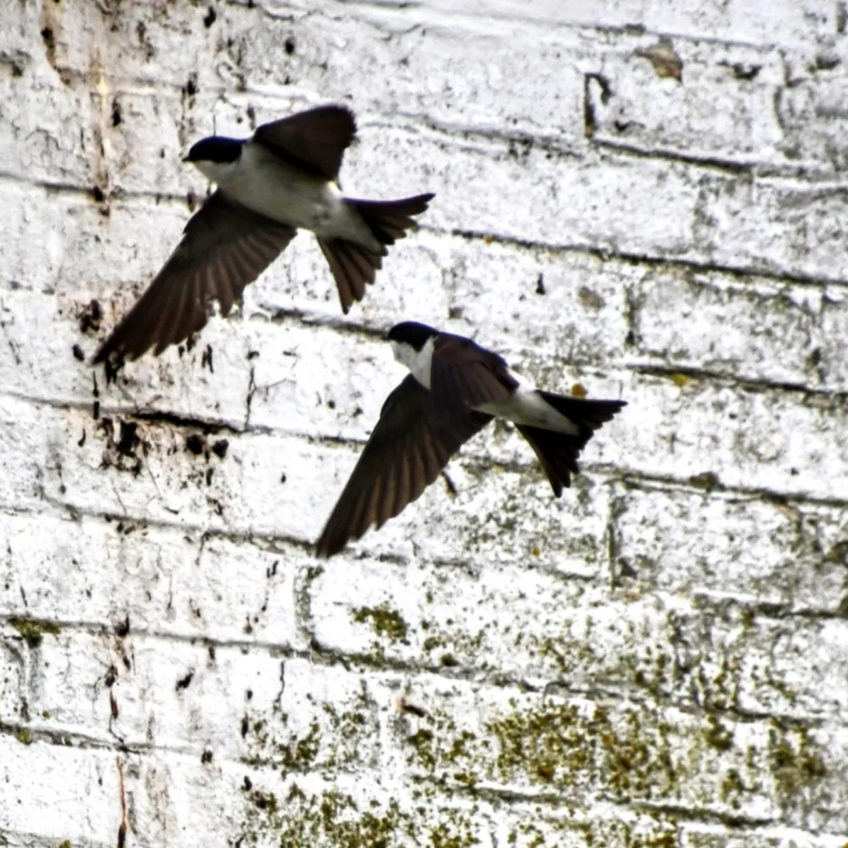 Spotted Western House-Martin