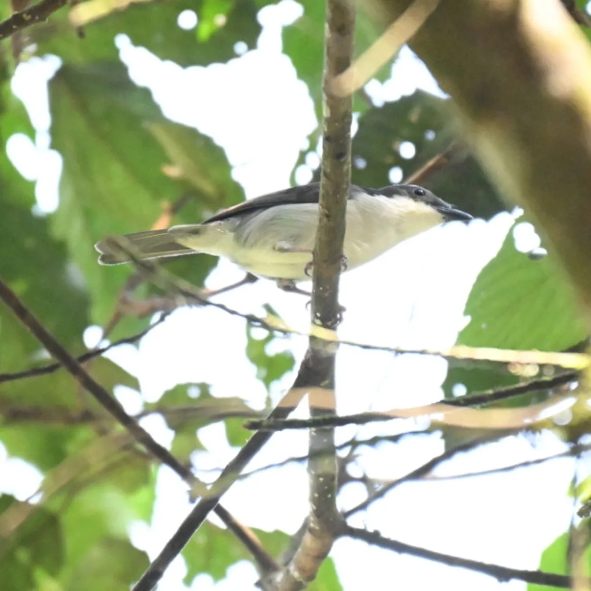 Spotted African Shrike-flycatcher