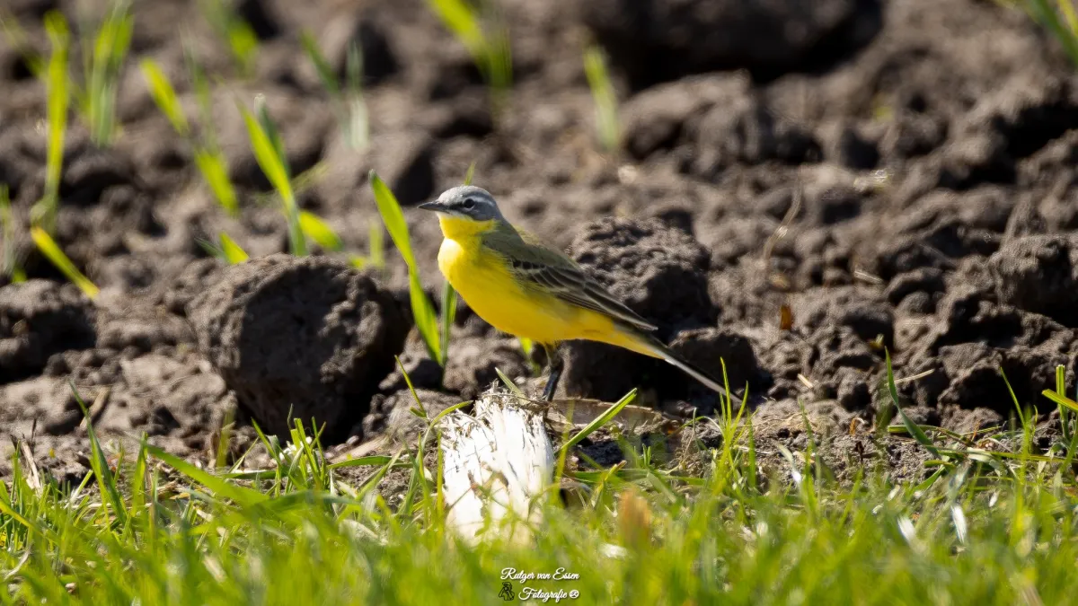 Spotted Western Yellow Wagtail