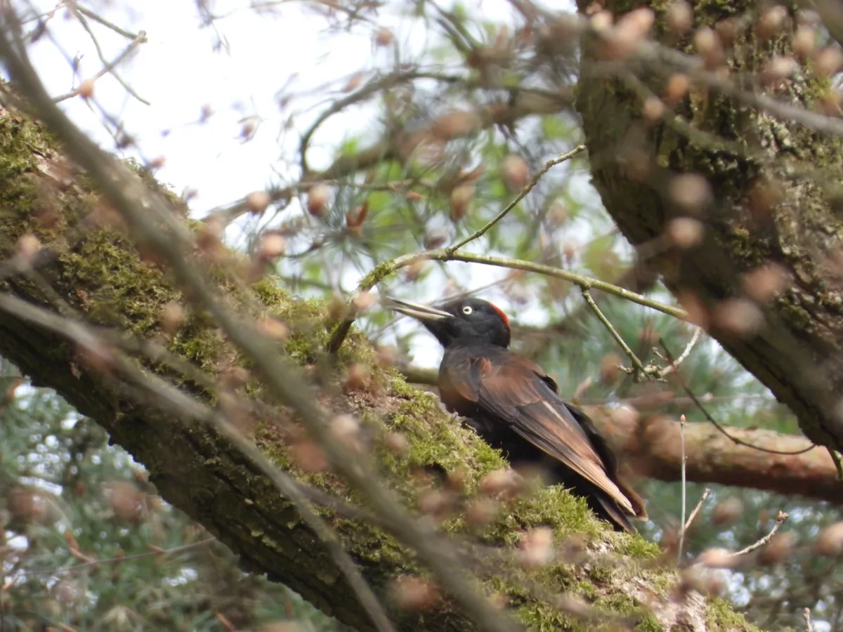 Gespotte Zwarte specht