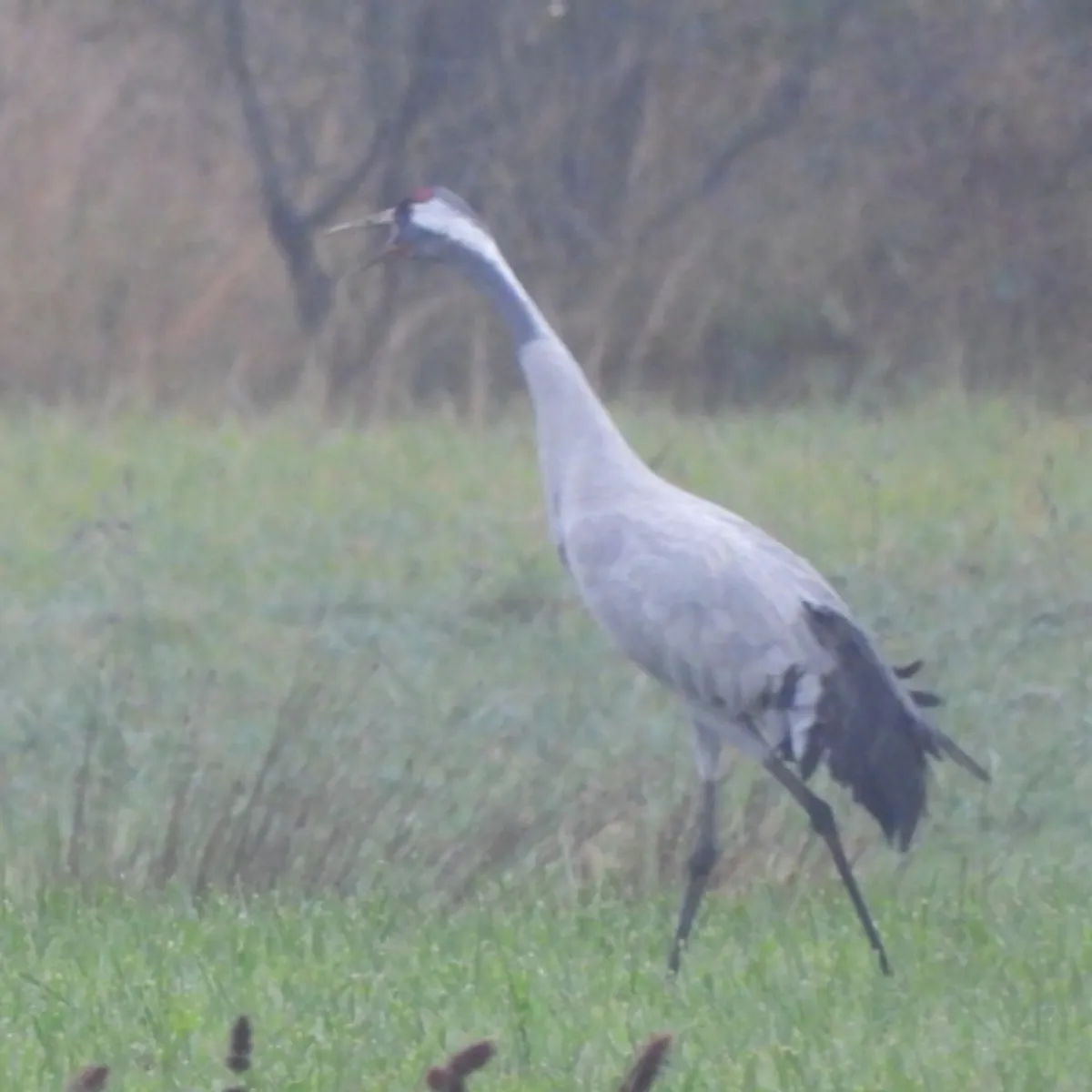 Waargenomen Kraanvogel