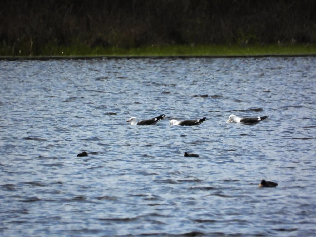Gespotte Kleine mantelmeeuw