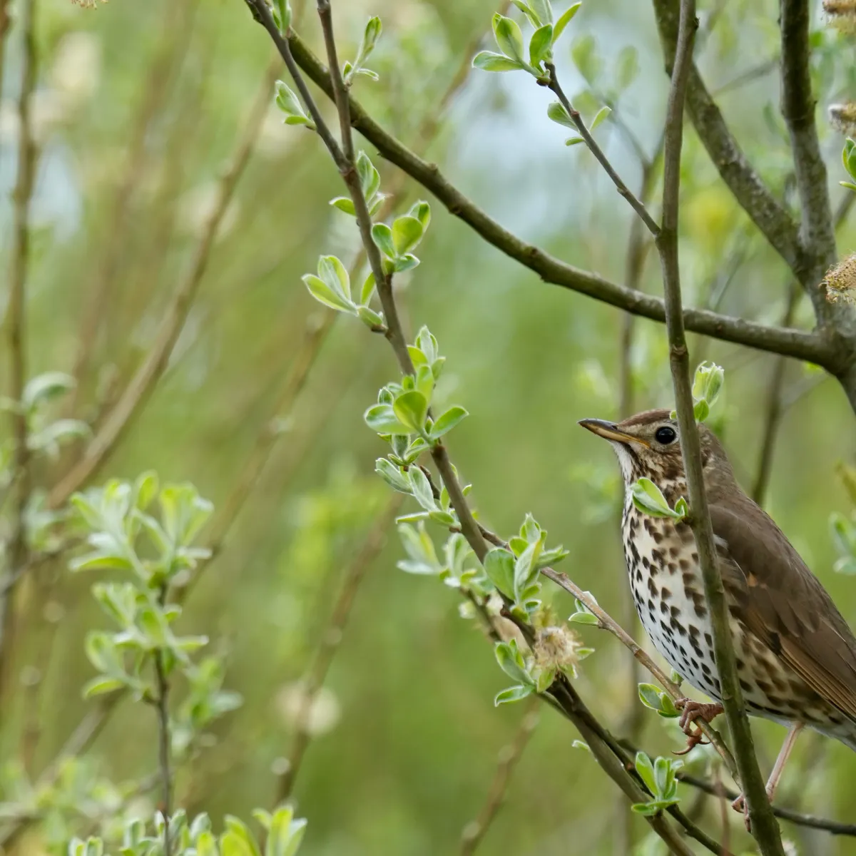 Gespotte Zanglijster