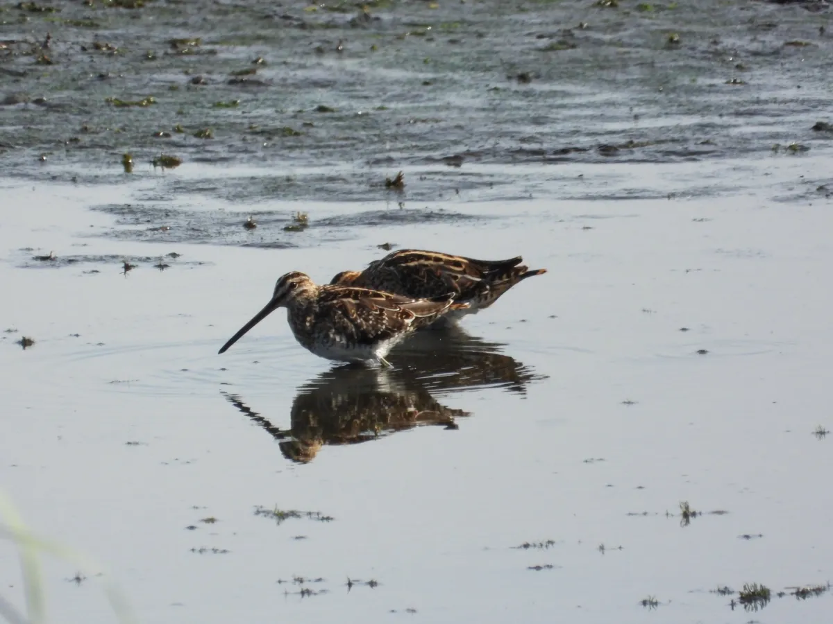 Spotted Common Snipe