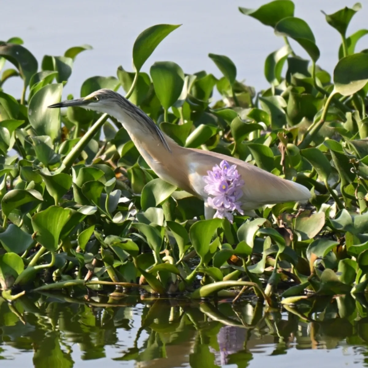 Spotted Squacco Heron