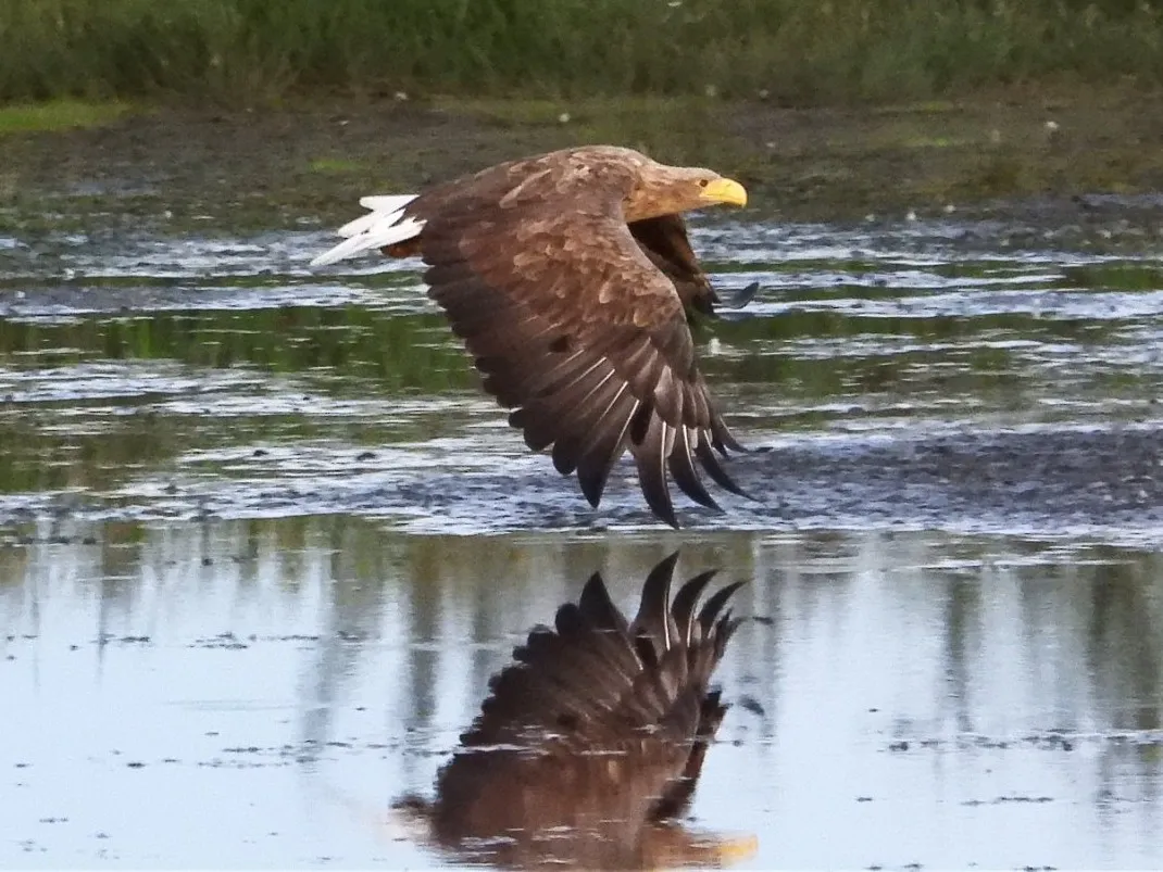 Spotted White-tailed Eagle