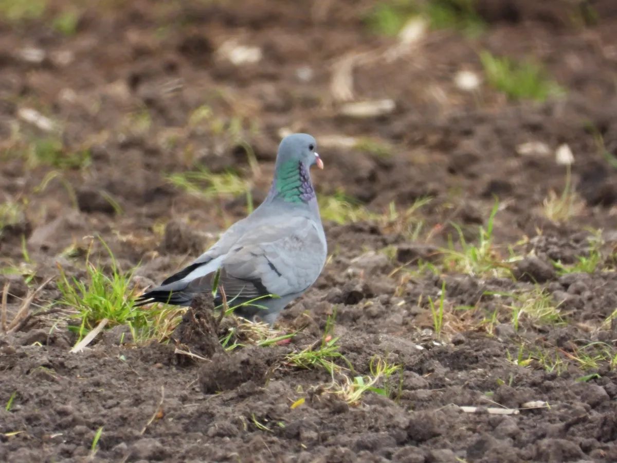 Spotted Stock Dove
