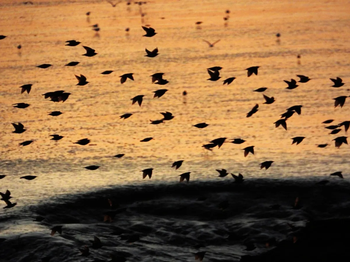 Spotted European Starling