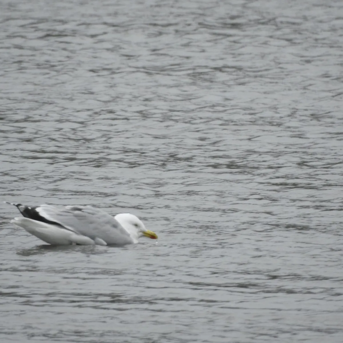 Gespotte Zilvermeeuw