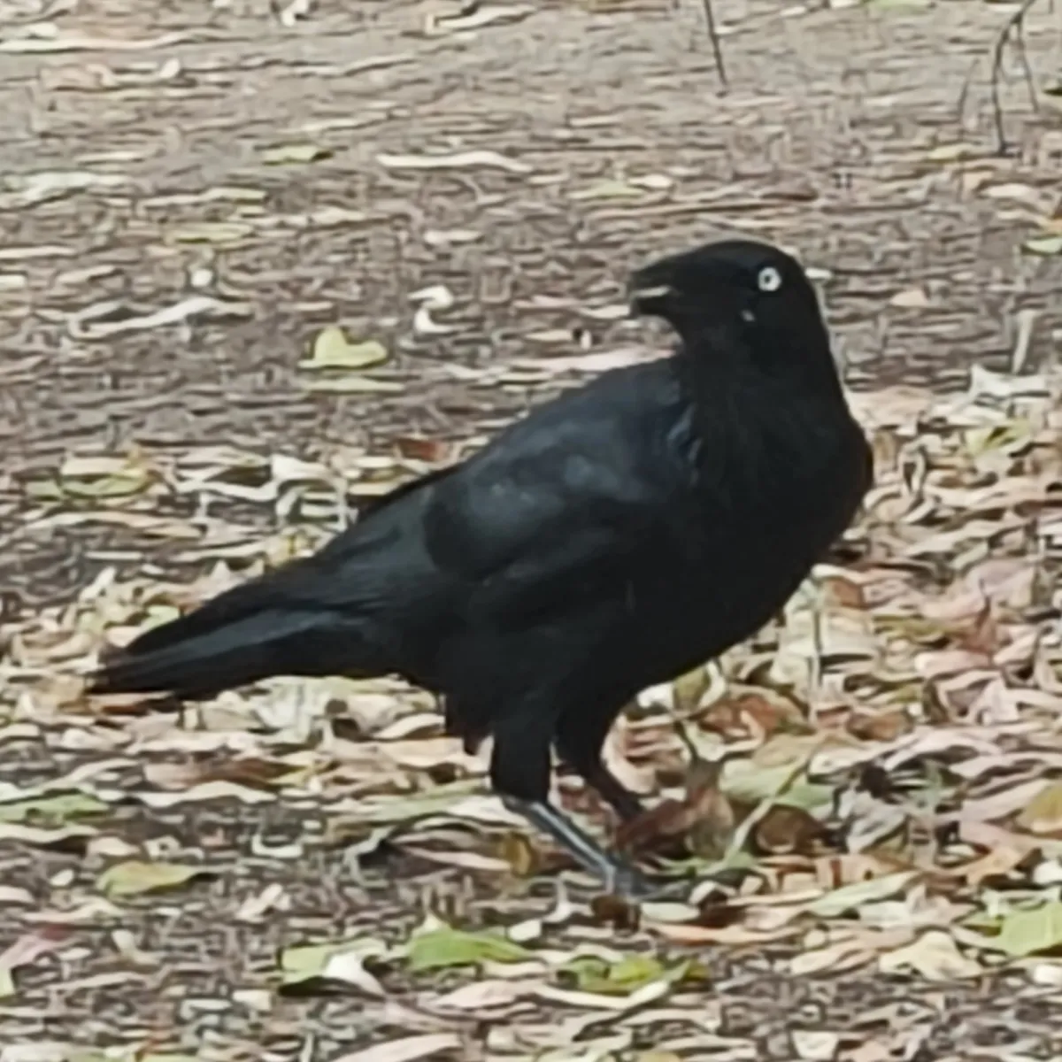 Spotted Australian Raven