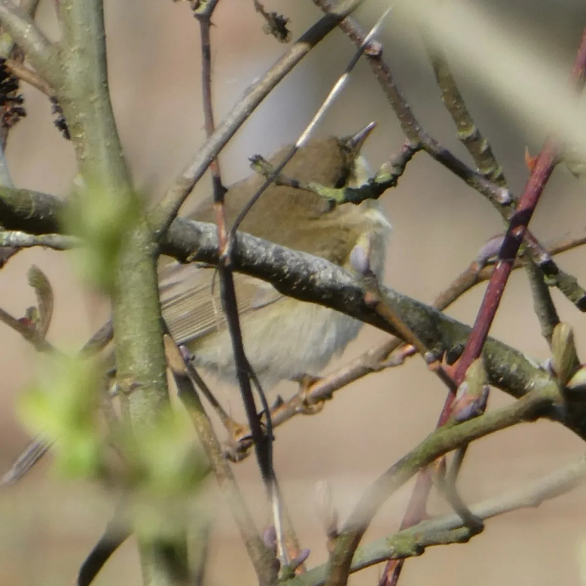 Spotted Willow Warbler