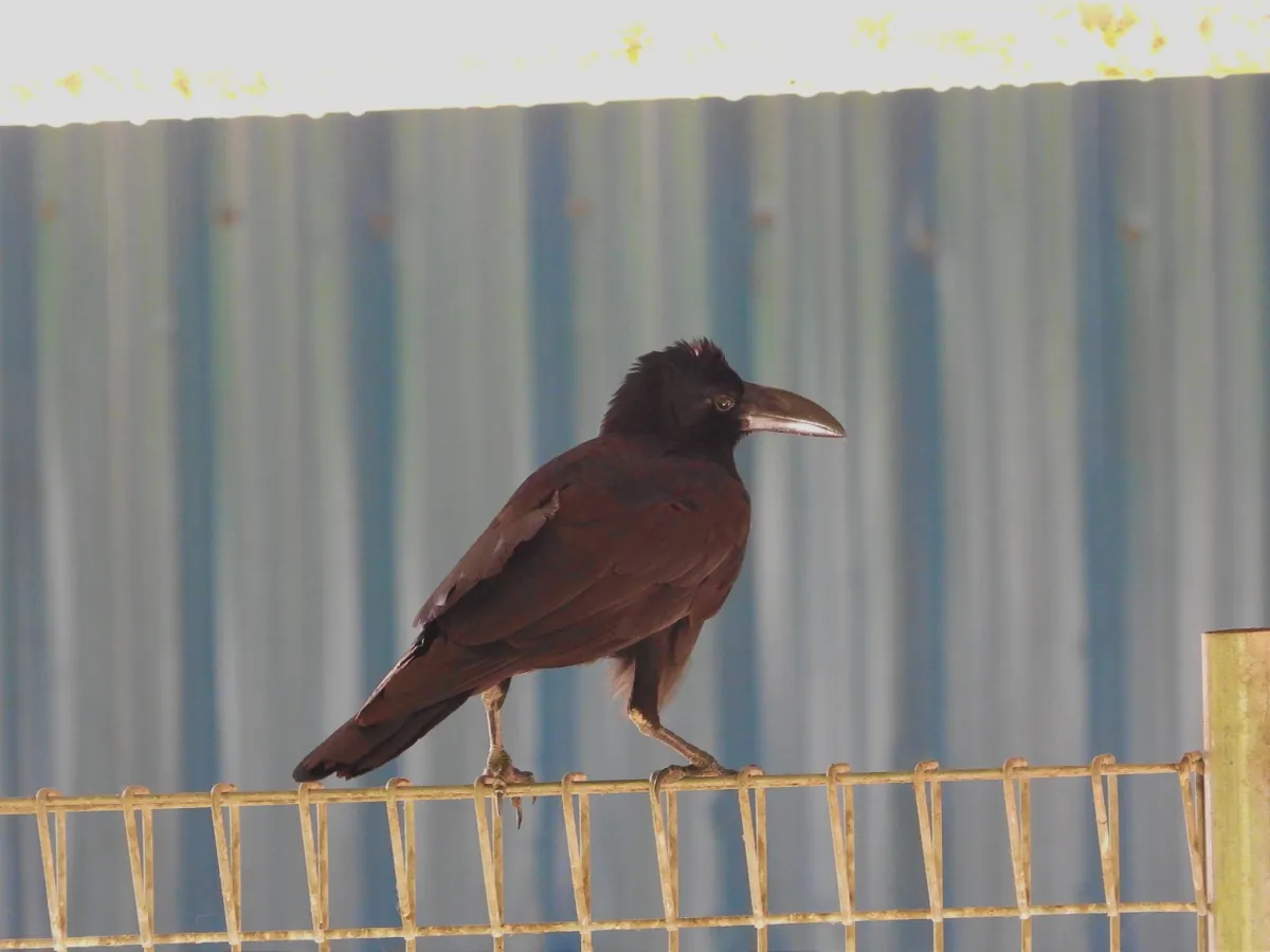 Gespotte Dikbekkraai