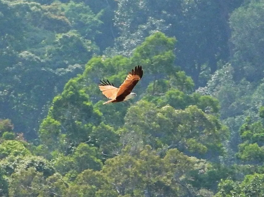 Gespotte Brahmaanse wouw