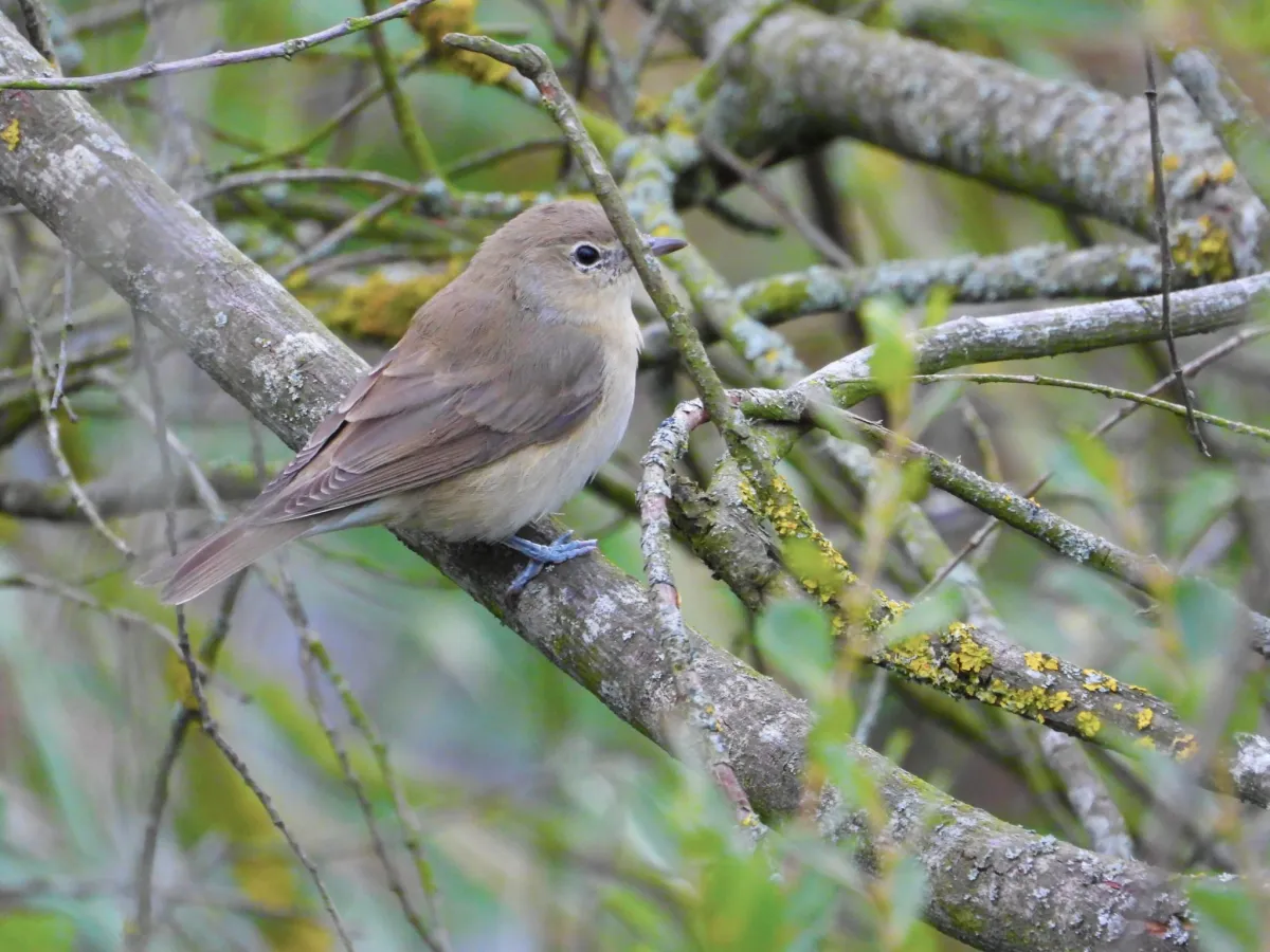 Spotted Garden Warbler