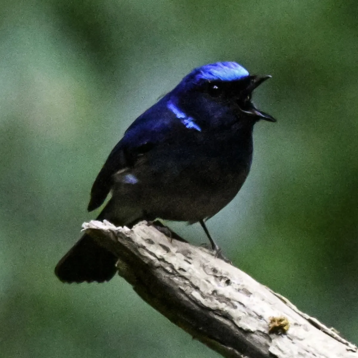 Gespotte Kleine niltava