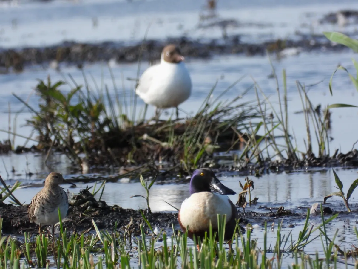 Spotted Northern Shoveler
