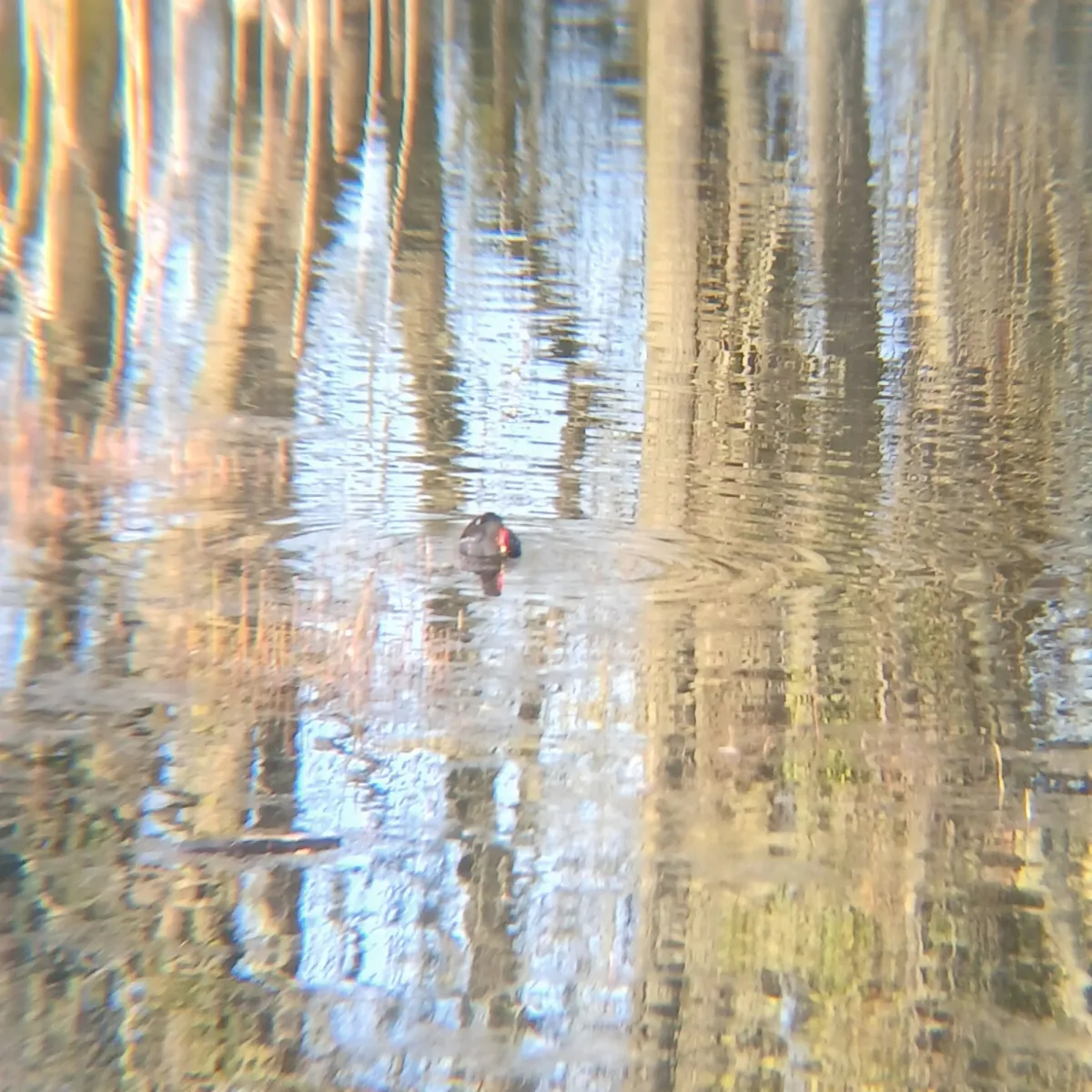 Spotted Eurasian Moorhen