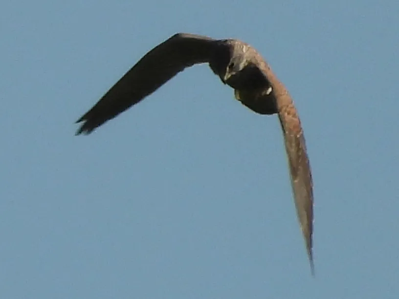 Waargenomen Buizerd