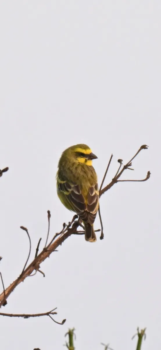 Waargenomen Mozambiquesijs