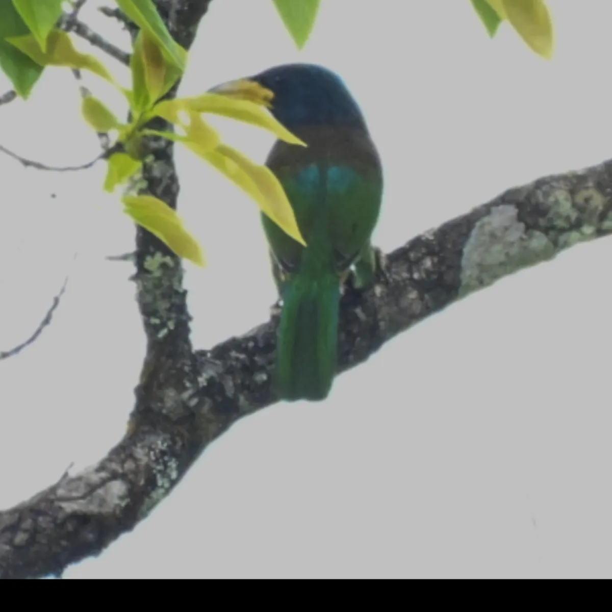 Gespotte Grote baardvogel