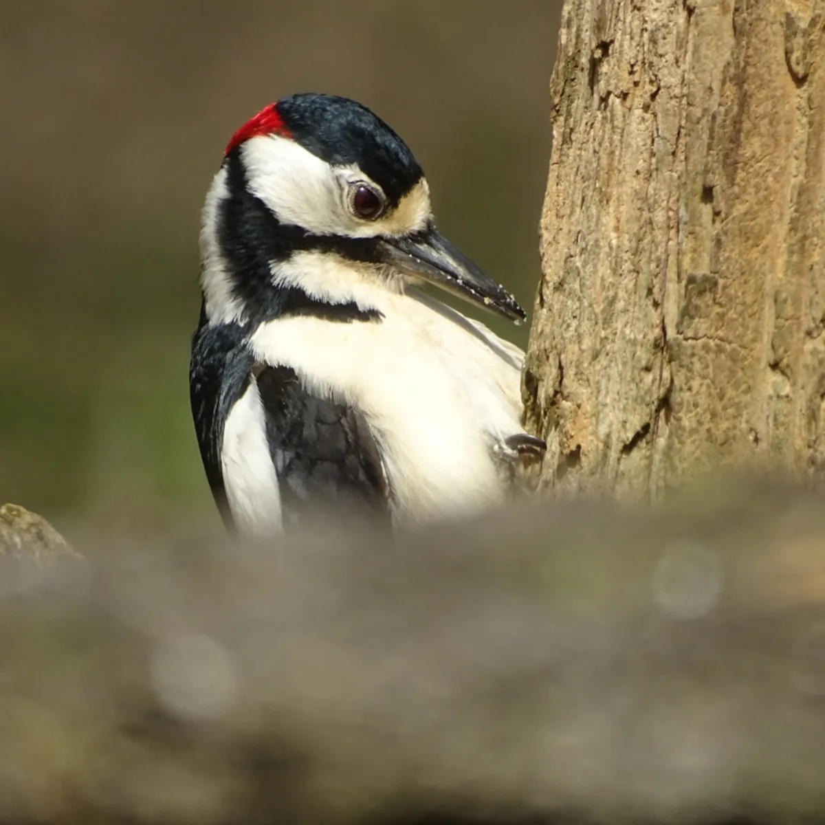 Gespotte Grote bonte specht