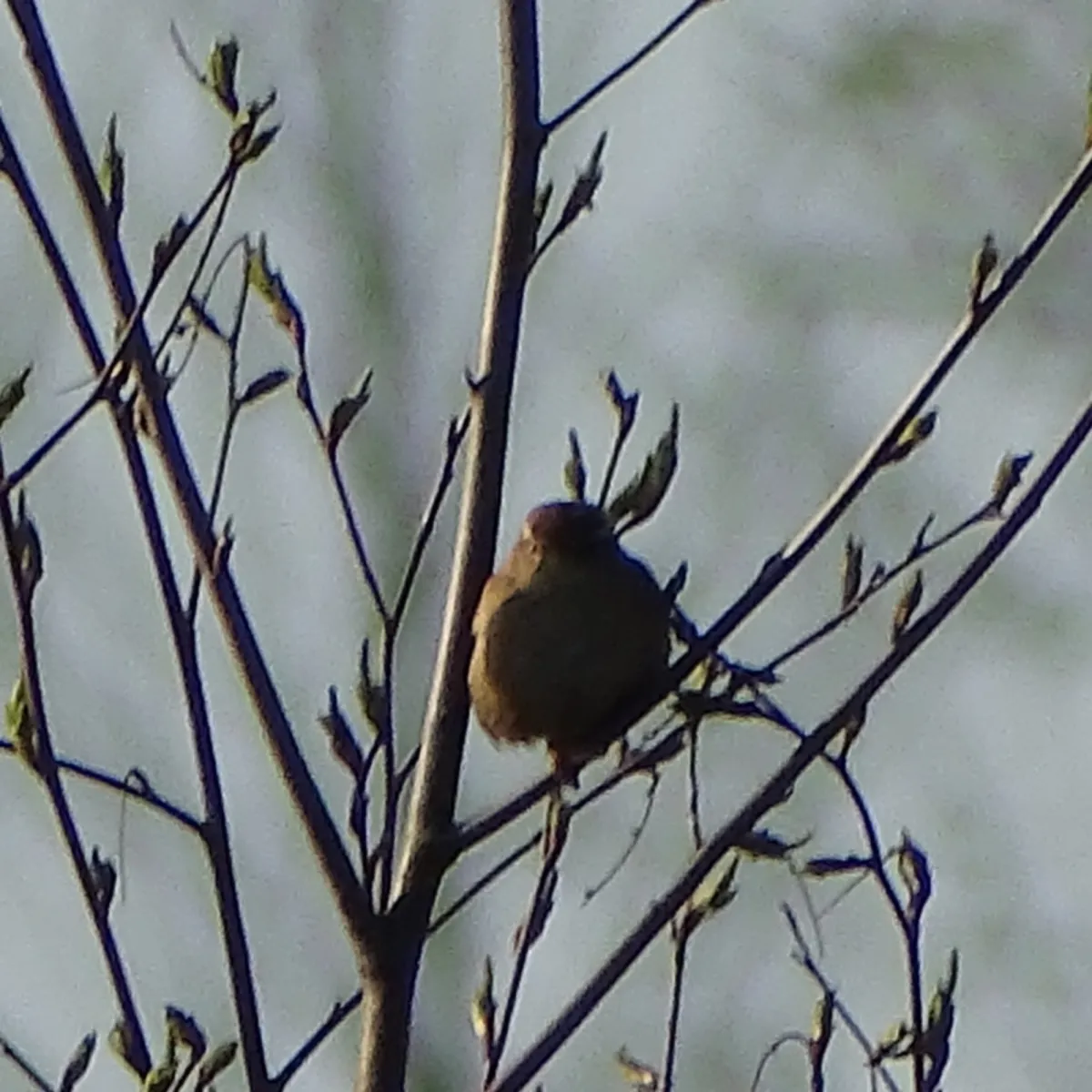 Gespotte Winterkoning