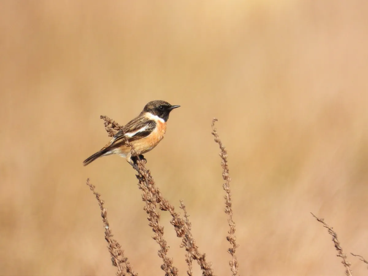Gespotte Roodborsttapuit