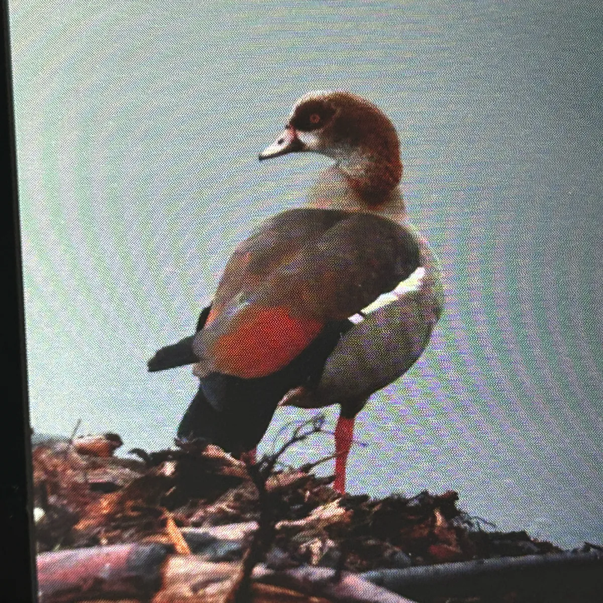 Spotted Egyptian Goose