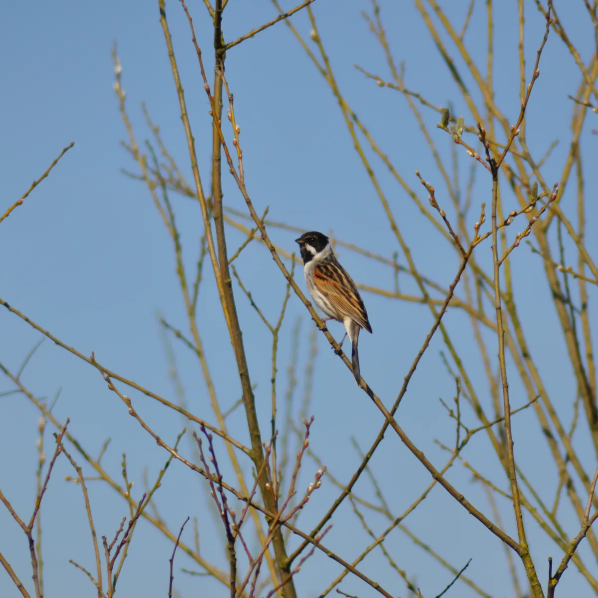 Spotted Reed Bunting