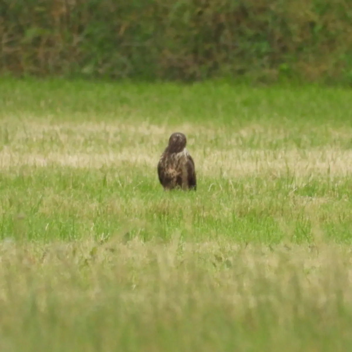 Waargenomen Buizerd