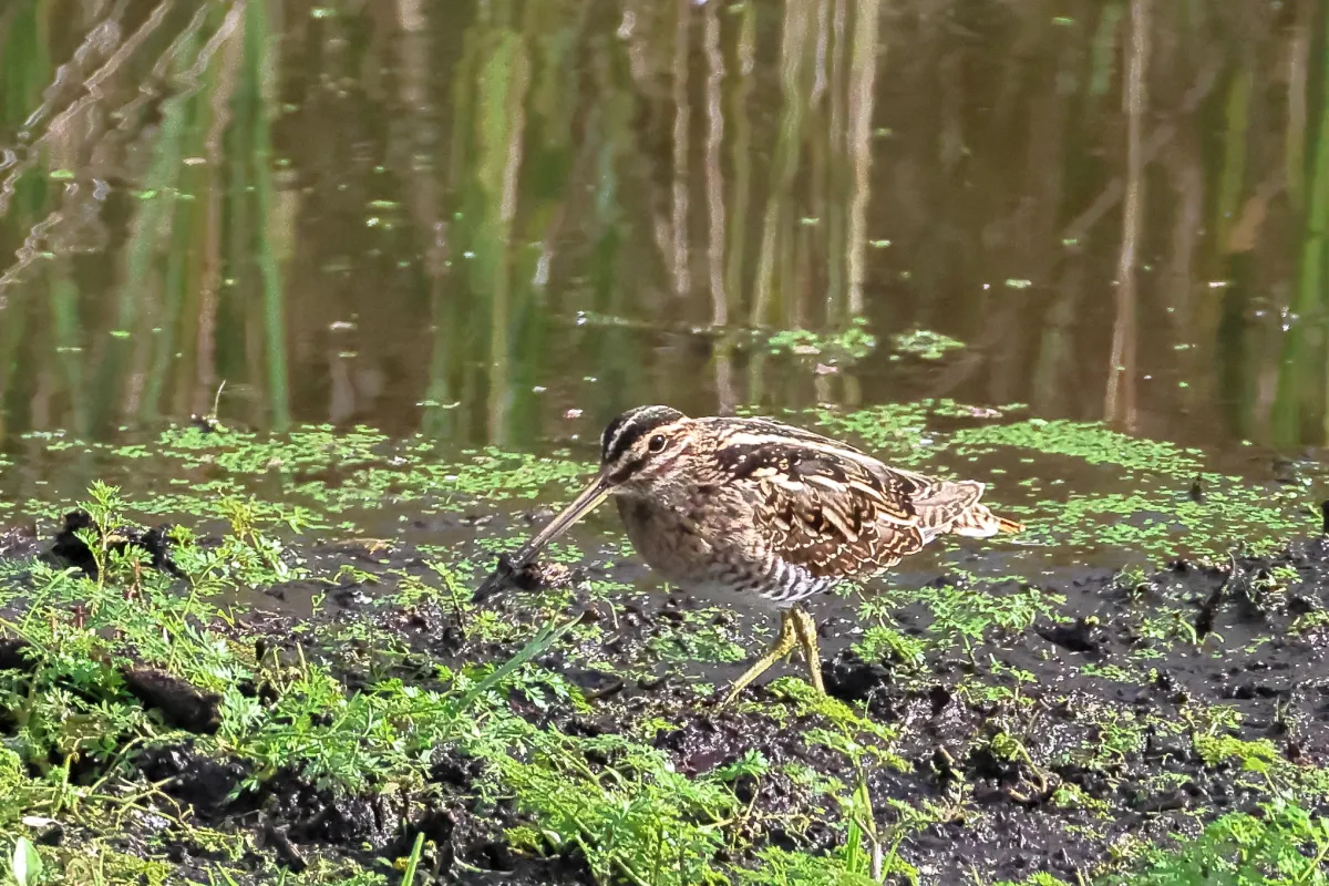 Waargenomen Watersnip