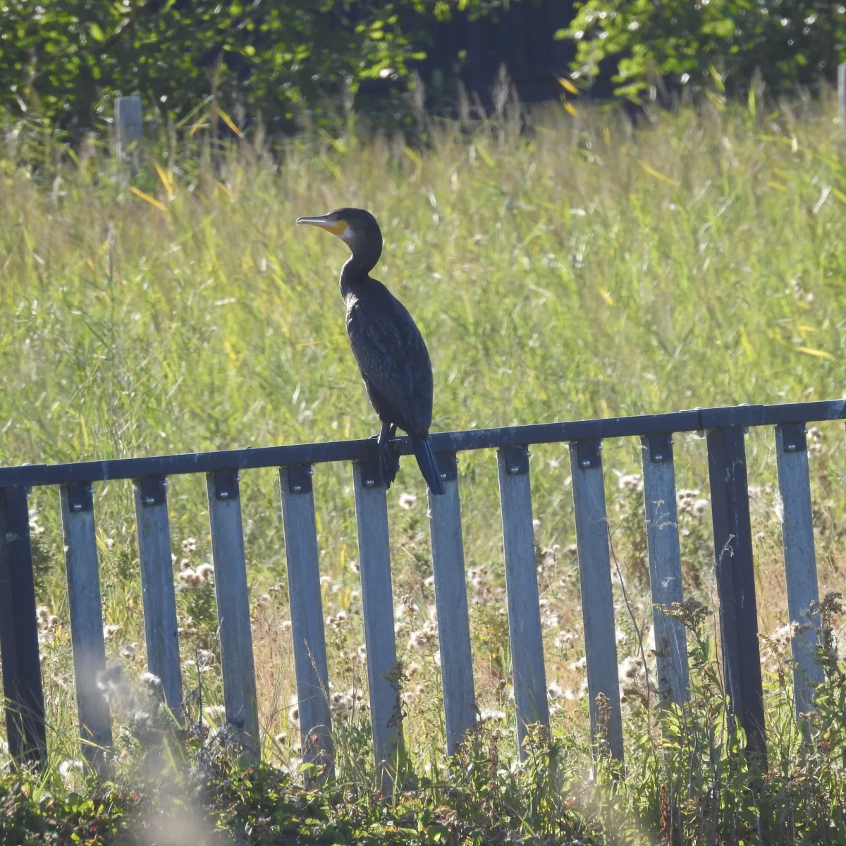 Spotted Great Cormorant