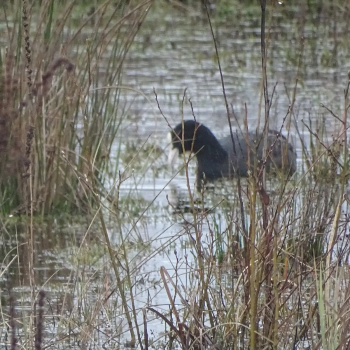 Spotted Eurasian Coot