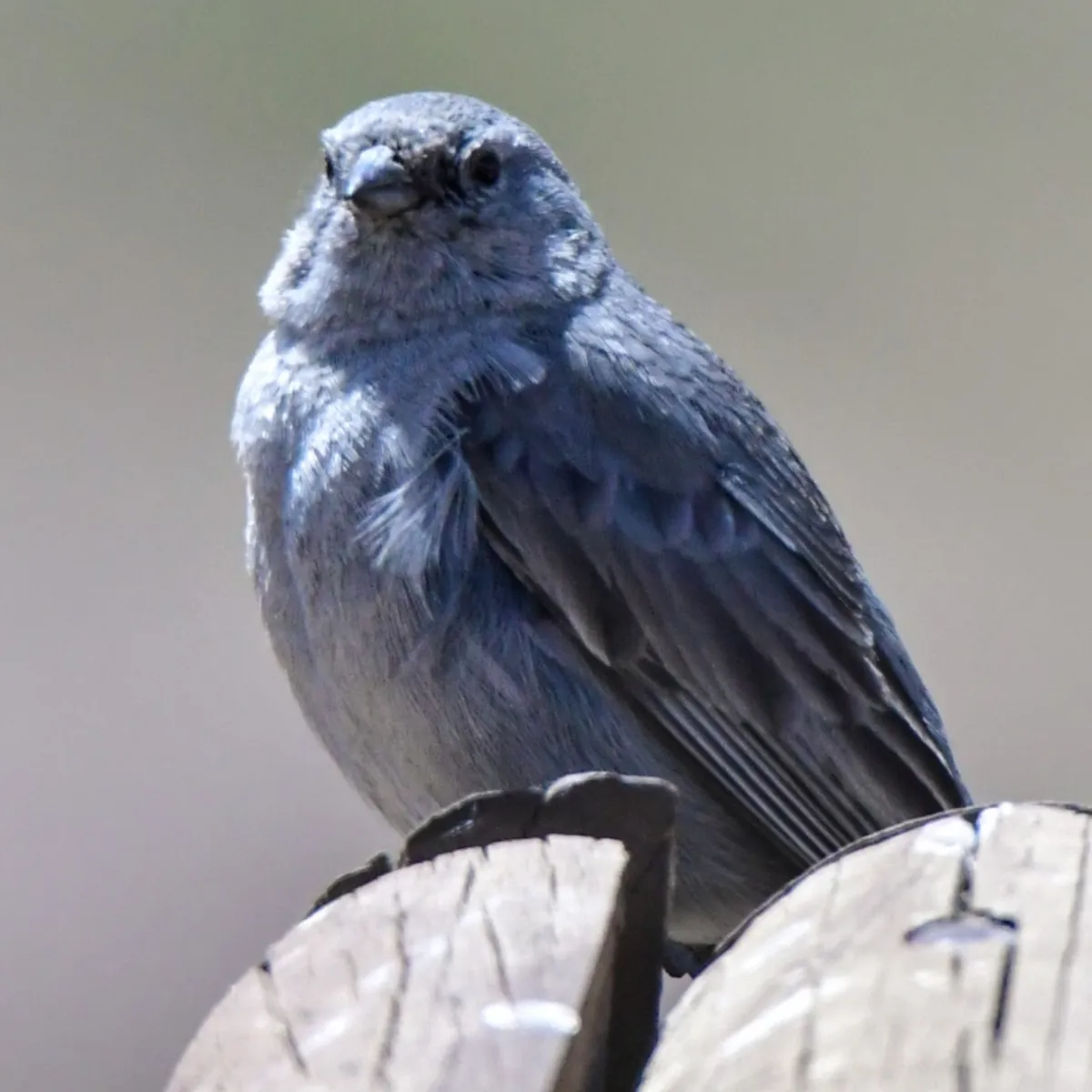 Spotted Plumbeous Sierra Finch