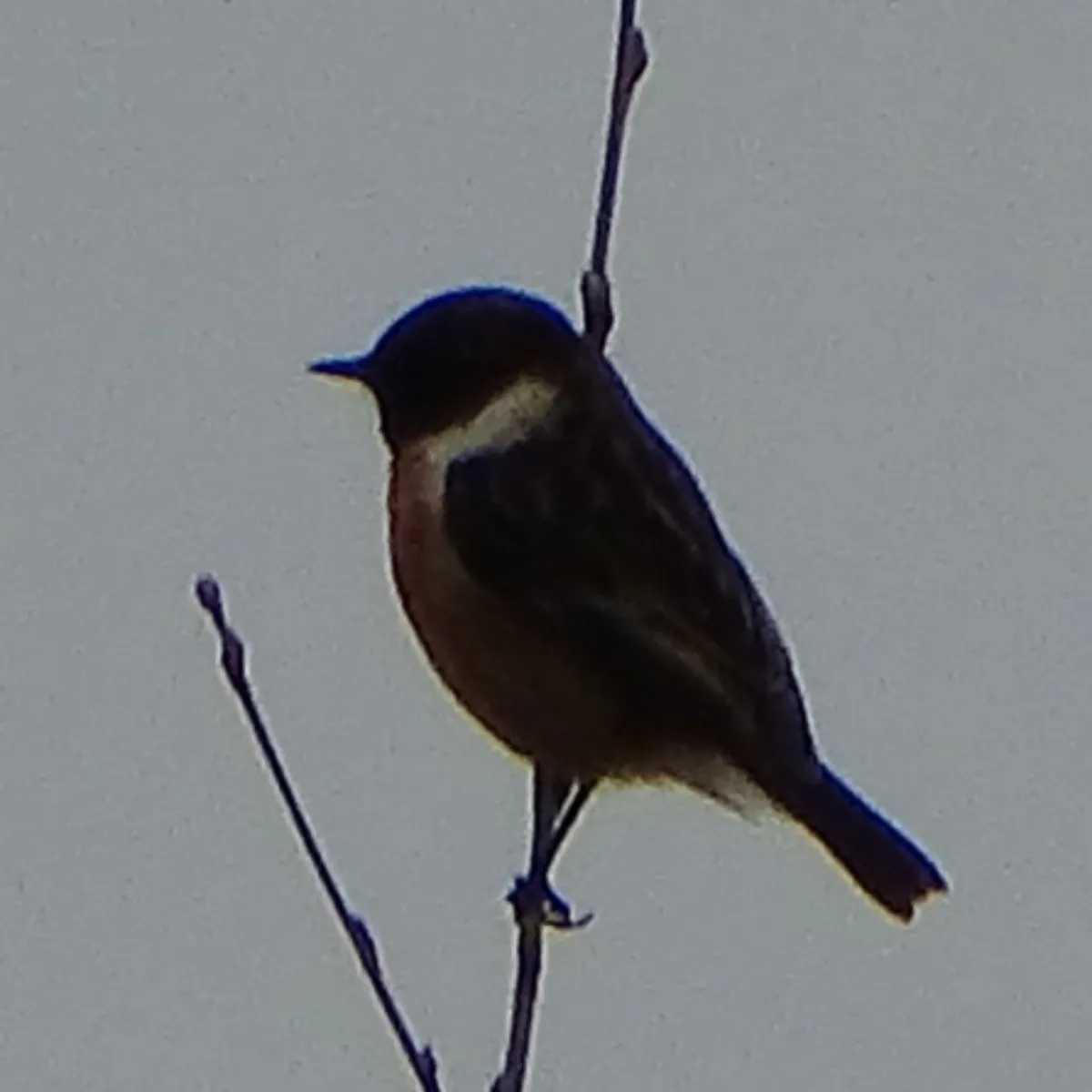 Gespotte Roodborsttapuit