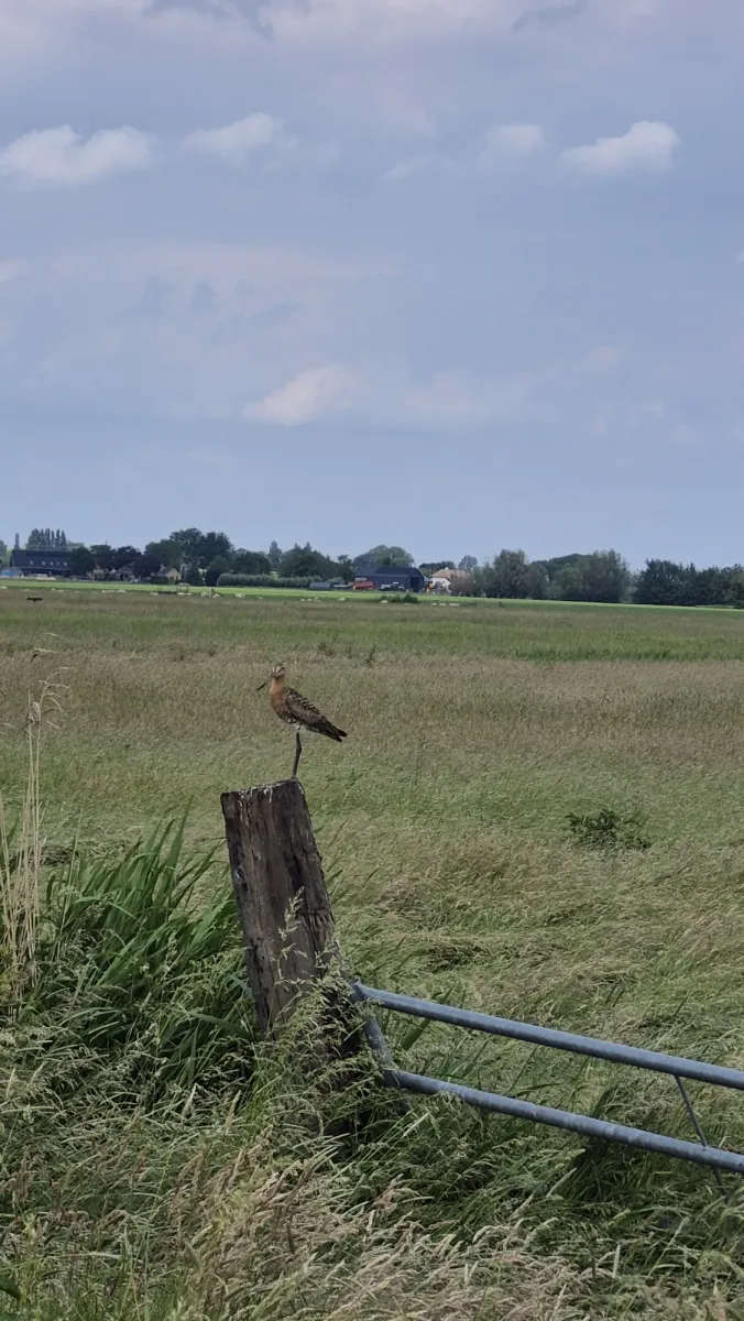 Waargenomen Grutto
