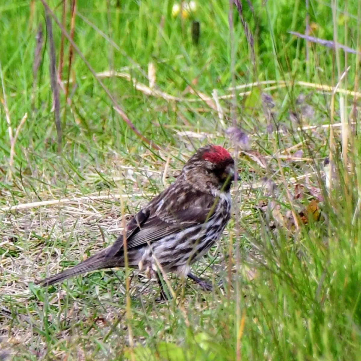 Spotted Redpoll