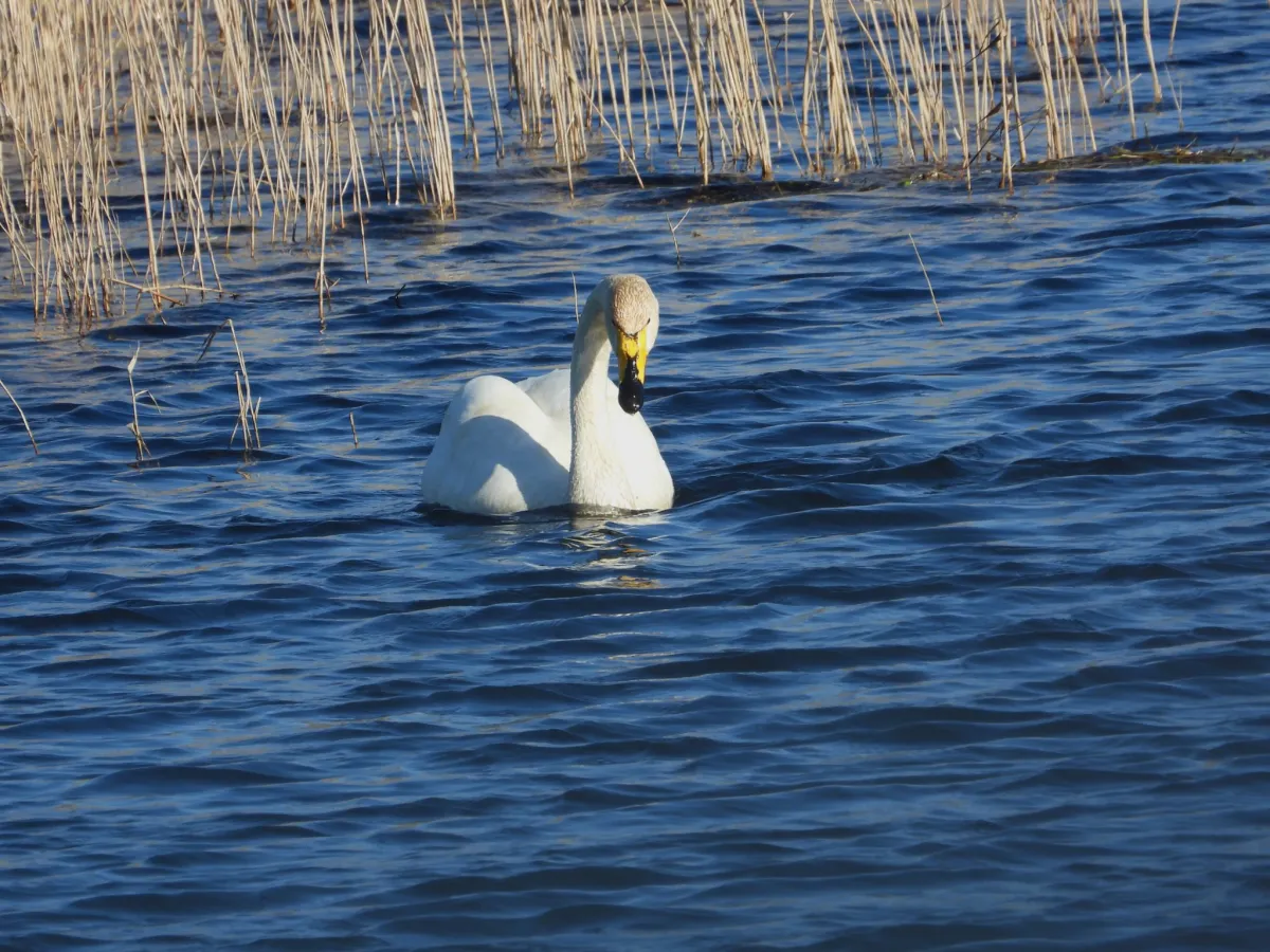 Gespotte Wilde zwaan