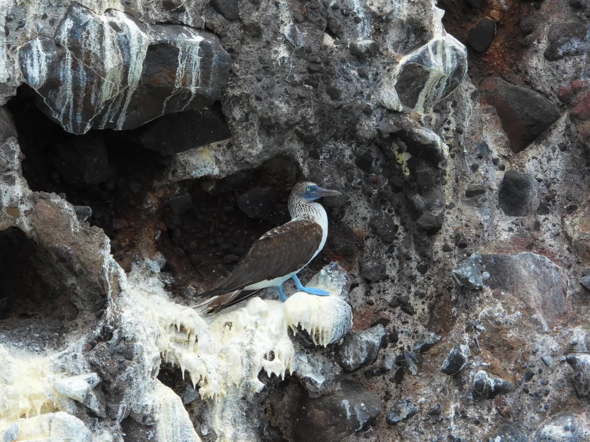 Spotted Blue-footed Booby